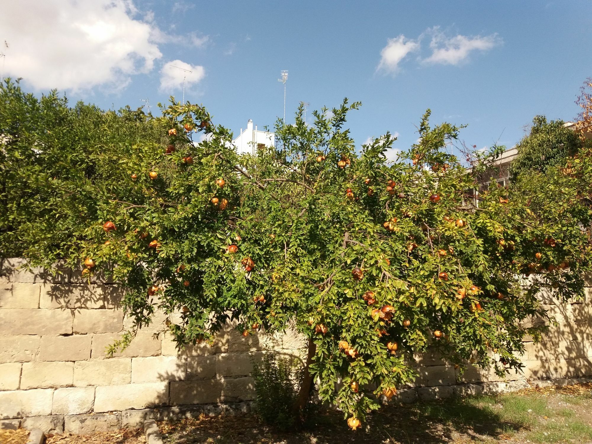 Il Giardino Delle Margherite Lecce Exterior foto